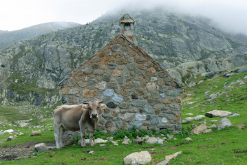vaca y casa
