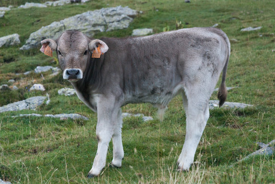 Ternero