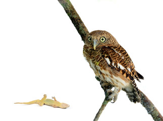 Young owl perching on branch in front of white background