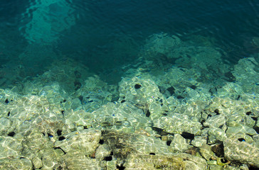 Fototapeta na wymiar Black sea urchins