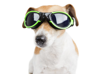 Cute little dog with glasses for swimming