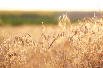 Fototapeta premium Wild plant in field