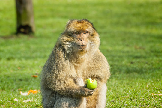 Young Barbary Macaque in open field