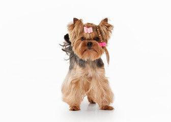 yorkie puppy on white gradient background © dionoanomalia