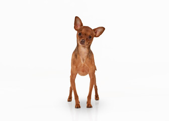 Russian toy terrier puppy on white background