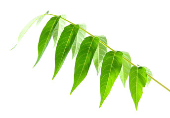 Green brunch on white background isolated