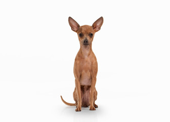 Russian toy terrier puppy on white background