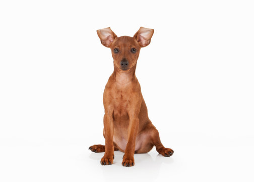 zwergpinscher puppy on white background