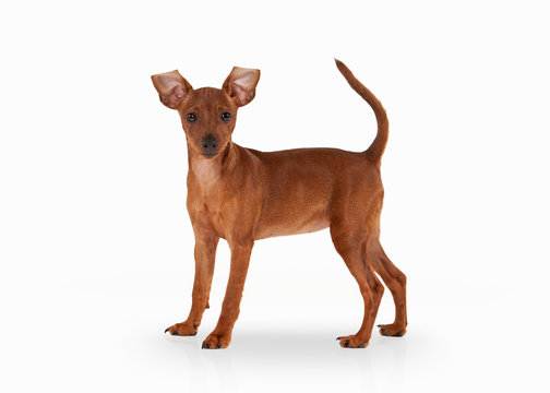 zwergpinscher puppy on white background