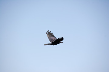 Crow