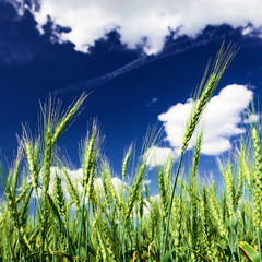 Green wheat against blue sky with white clouds