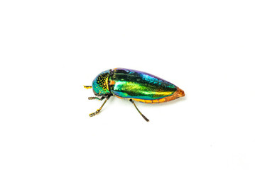 Jewel beetle