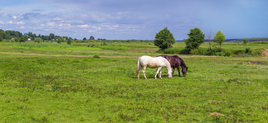 Fototapeta na wymiar The two tied horses in the pasture