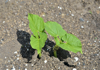 Plantlet of bean
