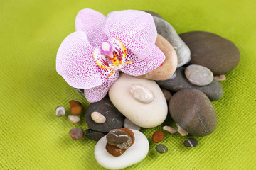 Composition with orchid flower and stones in water