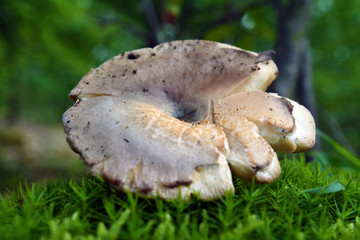 russula albonigra