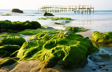 Impressive landscape with green moss, stone on beach