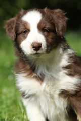 Portrait of amazing australian shepherd puppy