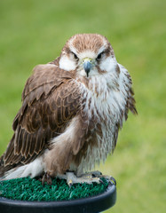 Close up of a Saker Falcon