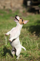 Fototapeta na wymiar Crazy puppy of jack russell terrier jumping