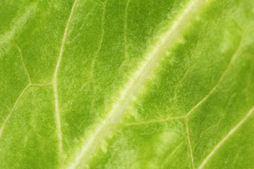 Salad close-up
