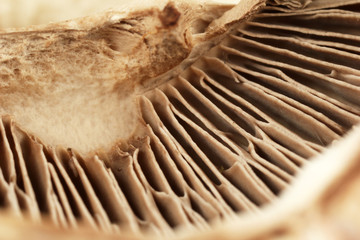 Mushroom close-up