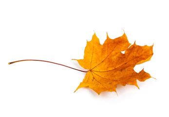Autumn maple branch with leaves isolated on a white background