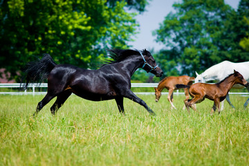 Gallop arabian horses