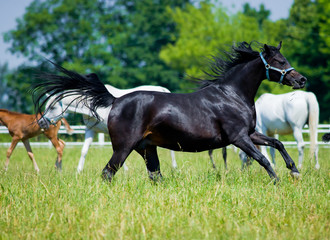 Obraz na płótnie Canvas Gallop Black horse