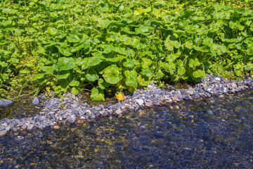 Wasabi Farm,Nagano,Japan.