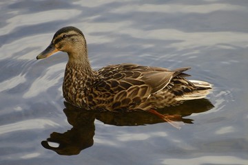 duck swimming