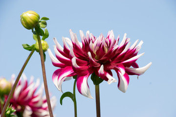 dahlia red-white in the sky