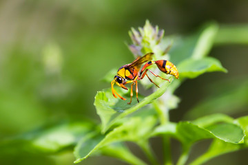 yellow wasp