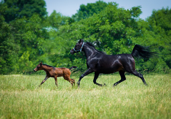 Obraz na płótnie Canvas Gallop Arabian horses