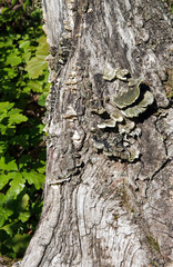 champignons sur un tronc d'arbre