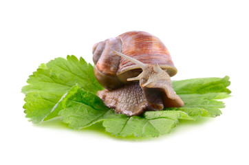 Helix Aspersa snail