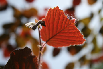 herbstlaub