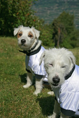 hunde im fussballtrikot