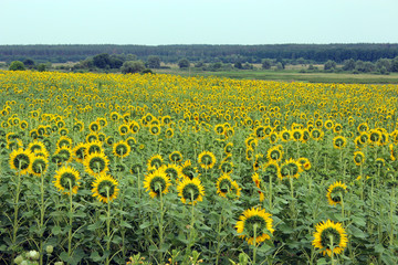field of sunflowers near the forest