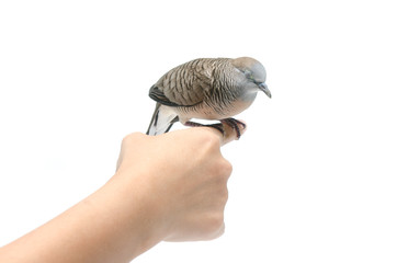 Dove on female hand white background