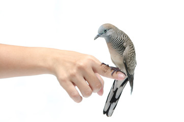 Dove on female hand white background