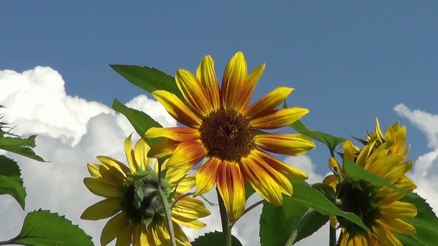 Sonnenblume