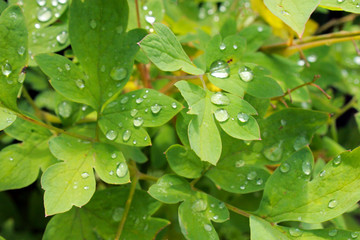 transparent drops of water on the green leaves