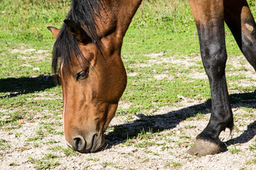 cavallo che bruca