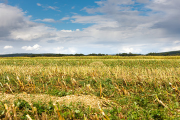 Fototapeta na wymiar Corn farm