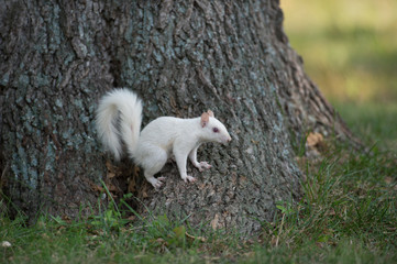 Naklejka na ściany i meble White squirrel on a tree