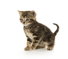 Cute tabby kitten on white