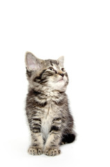 Cute tabby kitten on white
