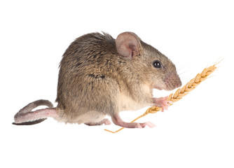Field Mouse holds in paws an ear of wheat. isolated
