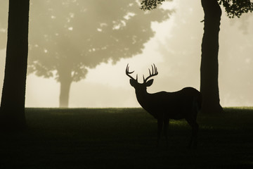 White-tailed deer buck on foggy morning